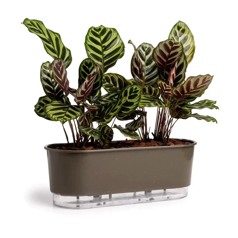 Jardineira Autoirrigável Florescere | Plantas Saudáveis Sem Trabalho Diário