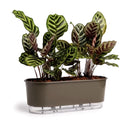 Jardineira Autoirrigável Florescere | Plantas Saudáveis Sem Trabalho Diário