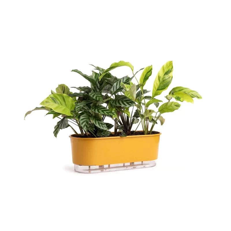 Jardineira Autoirrigável Florescere | Plantas Saudáveis Sem Trabalho Diário