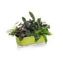 Jardineira Autoirrigável Florescere | Plantas Saudáveis Sem Trabalho Diário